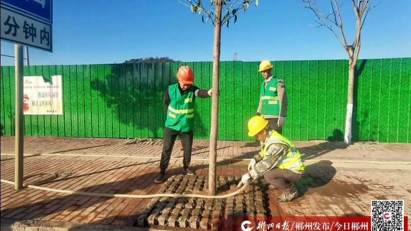 苗木种植技术视频教程：揭秘专业施工流程