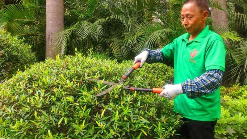 上海绿植租赁：如何选择合适的植物？**