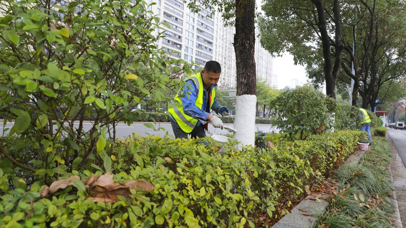苗木种植技术视频教程：从选苗到养护的完整步骤详解